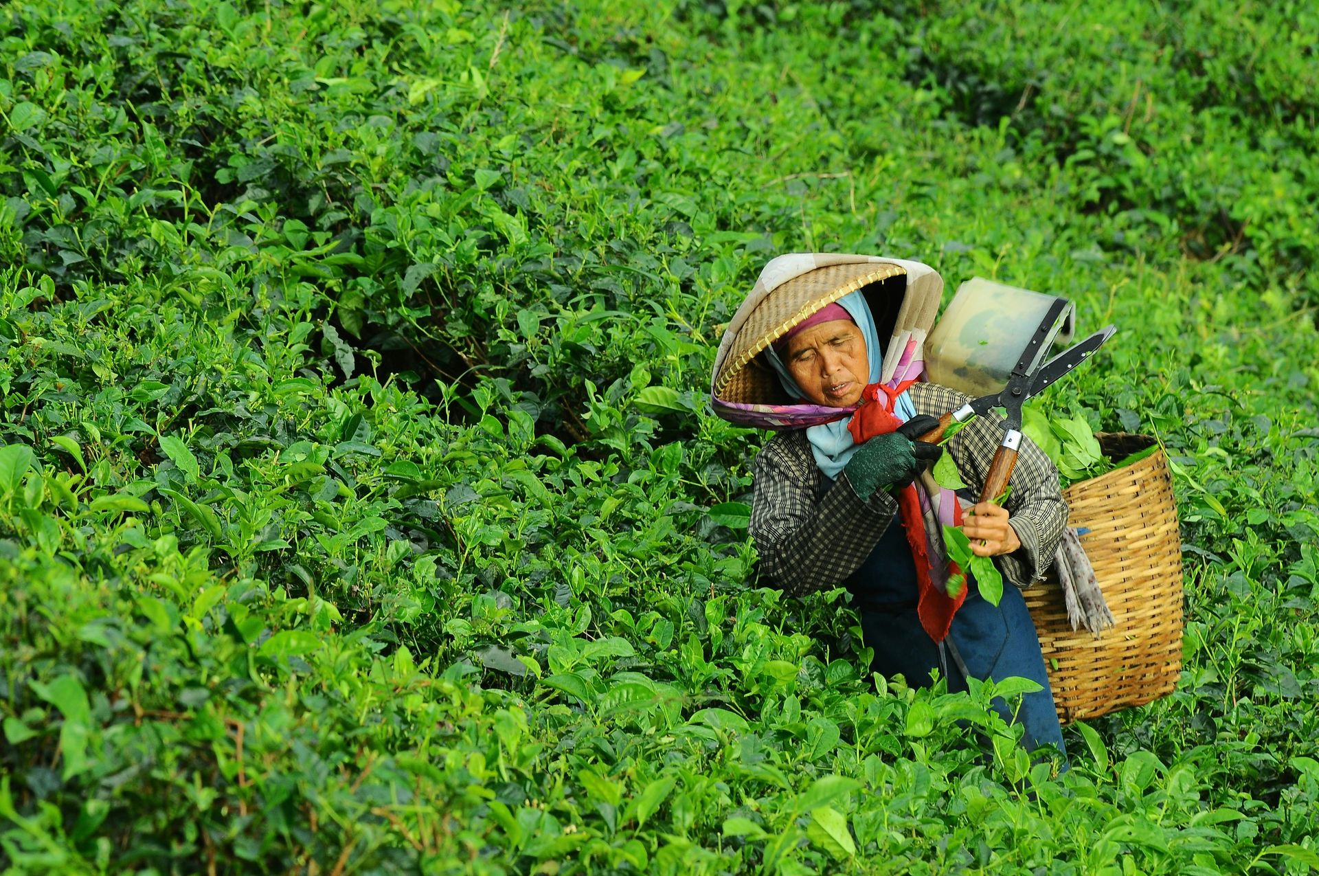 Symphony of Leaves Tea Co.